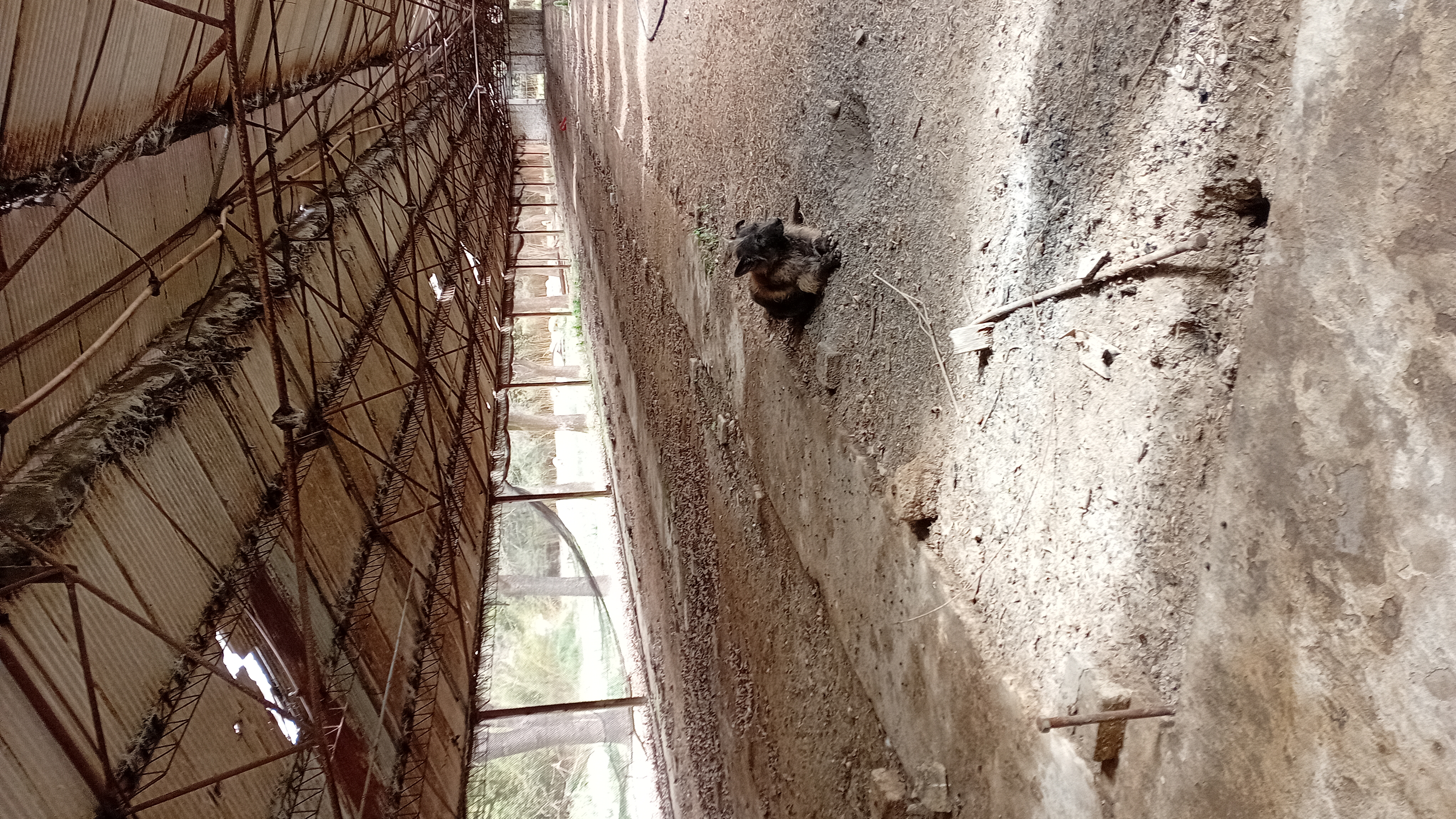 VENTA - 2 HECTAREAS IDEALES PARA SIEMBRA O EMPRENDIMIENTO PRODUCTIVO.

SE VENDEN 2 HECTAREAS DE TERRENO CON EXCELENTES CONDICIONES PARA SIEMBRA, CULTIVO O DESARROLLO DE EMPRENDIMIENTO.

LA PROPIEDAD CUENTA CON GALPONES AMPLIOS, IDEALES PARA ALMACENAMIENTO DE HERRAMIENTAS, MAQUINARIA O MERCADERIA.
SALON DE ATENCION Y/O DISTRIBUCION, ADAPTABLE PARA OFICINA COMERCIAL, PUNTO DE VENTA O LOGISTICA.
VIVIENDA DENTRO DEL PREDIO, COMODA Y FUNCIONAL.
AMPLIO ESPACIO PARA PRODUCCION, CULTIBO O EXPANSION DE INSTALACIONES.

IDEAL PARA PRODUCTORES, VIVEROS, DISTRIBUCION O PROYECTOS MIXTOS (producción + vivienda)

ENTORNO TRANQUILO Y CON GRAN POTENCIAL. 
UNA CALLE DA SOBRE ALBERDI Y LA OTRA CON CHUBUT.

CONSULTAR PARA MAS INFORMACION O COORDINAR VISITA.